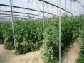 /album/fotogaleria/a291-tomate-lineas-invernadero-1-jpg/